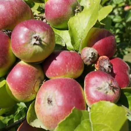 Ostsee-kate Lejlighed